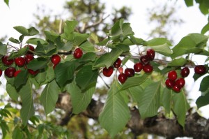 Les cerises.