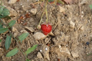 Les fraises.