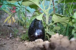 Les Aubergines